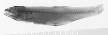 Media type: image; Ichthyology 1692   Aspect: lateral